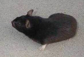 Short Haired Black Syrian Hamster