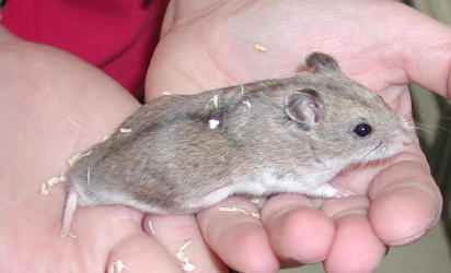 Chinese Hamster