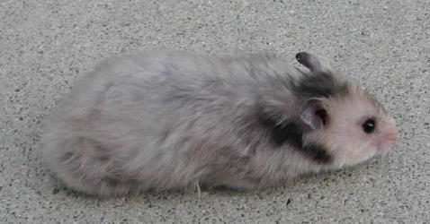 Dark Gray Satin Female