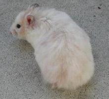 Yellow Black DS Female