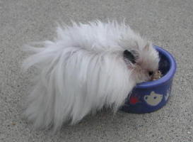 Het ED RD Black Male