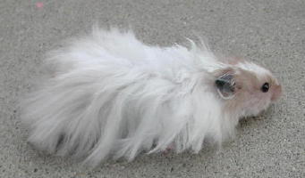 Het ED RD Black Male