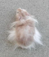 Silver Chocolate Sable Male