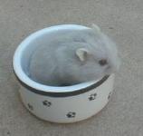 Red Eyed Lilac Campbells